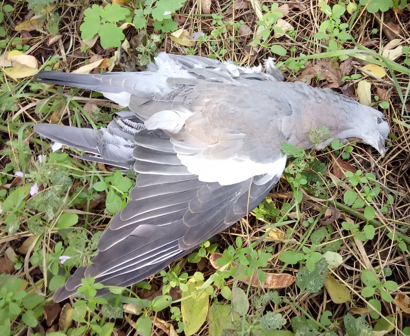 Кракен маркет даркнет тор