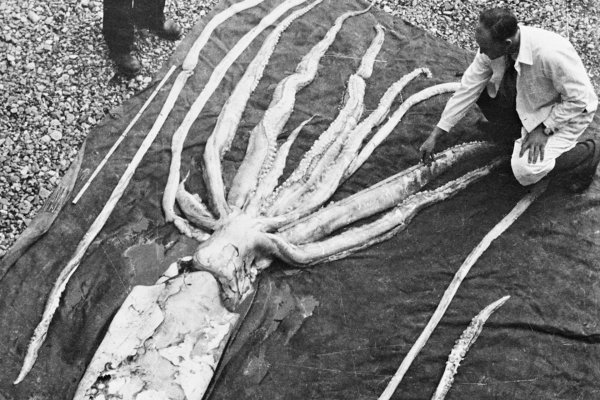 Где найти рабочую ссылку кракен