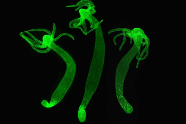 Kraken официальный сайт вход