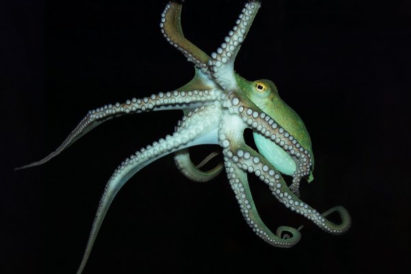Kraken 23 at