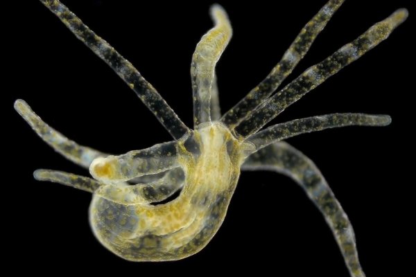 Kraken darknet ссылка тор