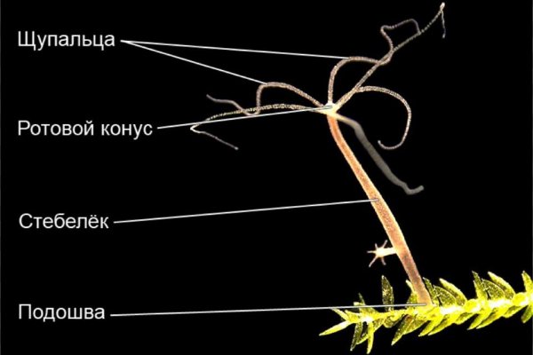 Kraken зеркало krakentor site