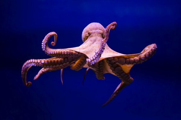 Kraken 26 at