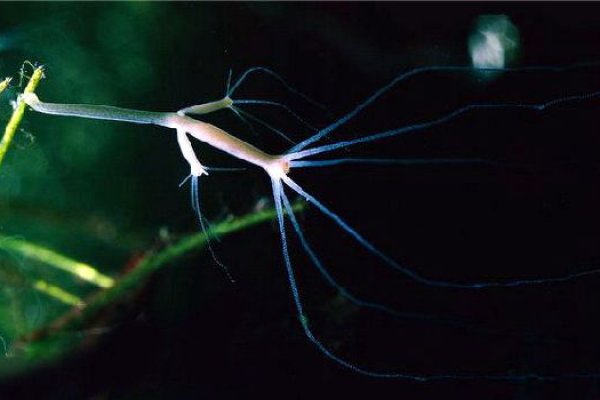 Кракен браузер