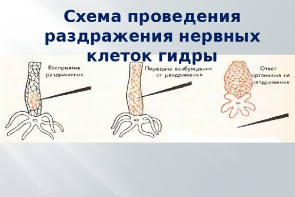 Kraken 6 at