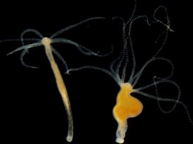 Kraken onion ссылка