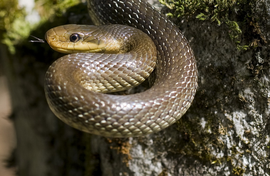 Кракен маркетплейс что там