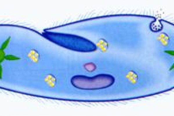 Kra44at